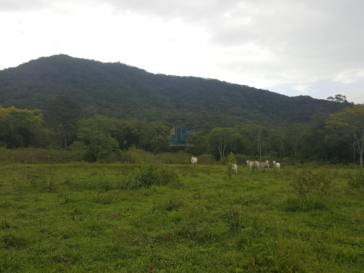 Sítio, 5 hectares - Foto 13