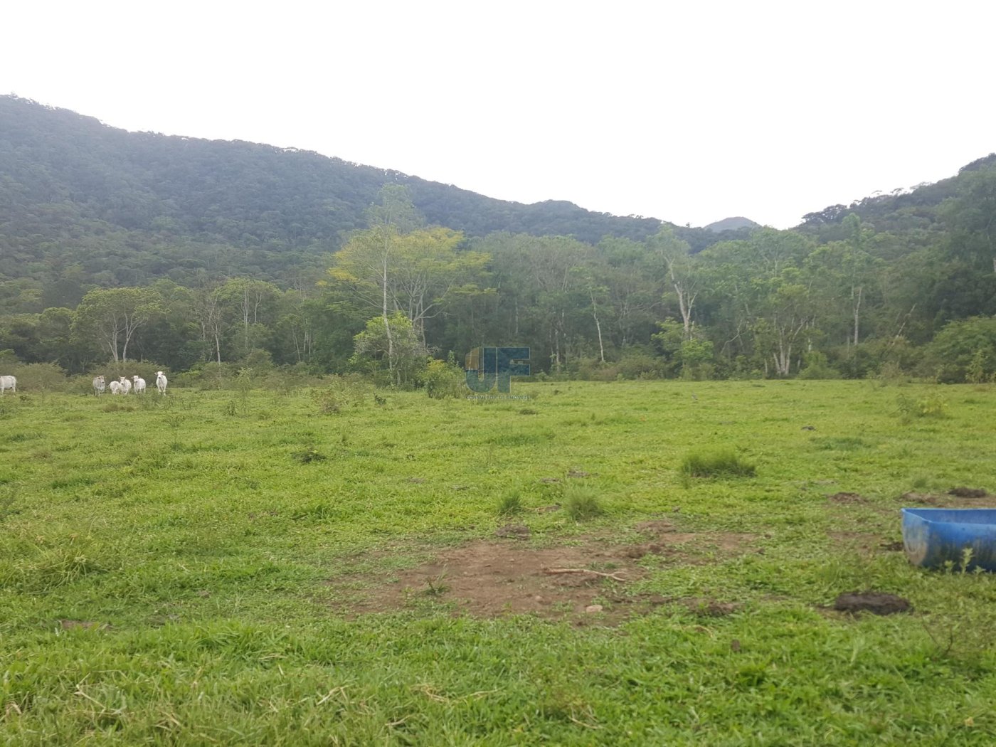 Sítio, 5 hectares - Foto 6