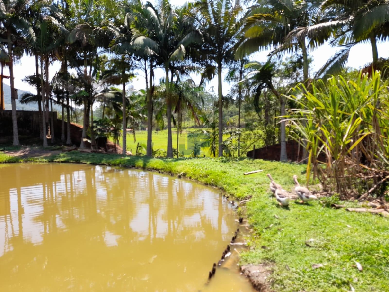 Fazenda à venda com 2 quartos, 3500m² - Foto 1