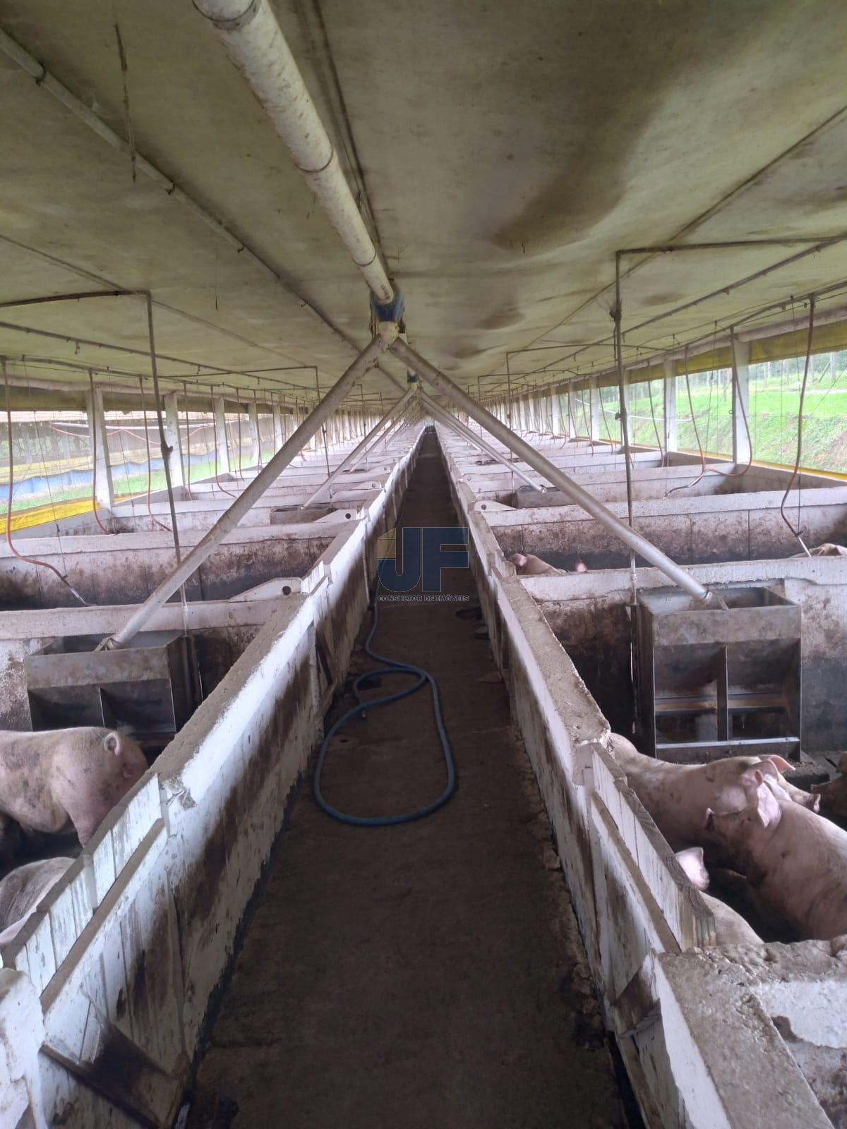 Fazenda, 50 hectares - Foto 11