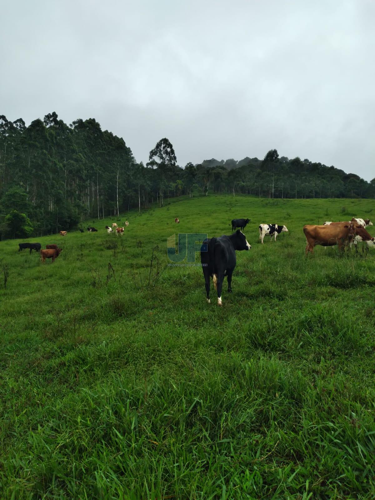 Fazenda, 50 hectares - Foto 18