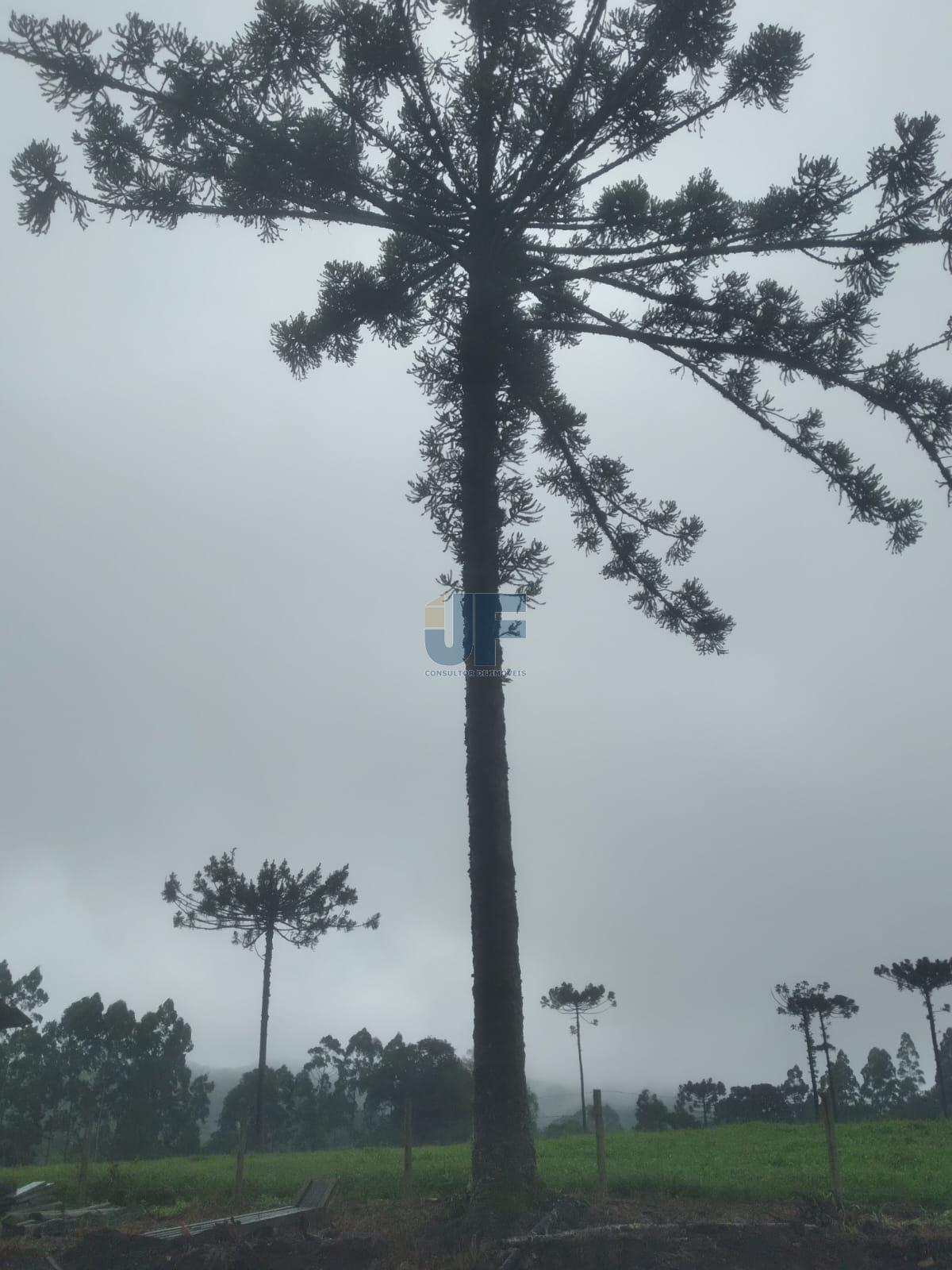 Fazenda à venda com 4 quartos, 500000m² - Foto 20