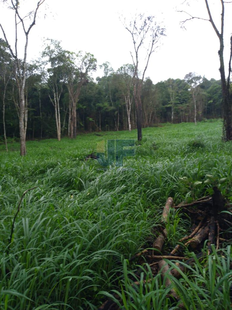 Fazenda, 50 hectares - Foto 4