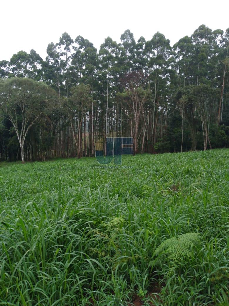 Fazenda à venda com 4 quartos, 500000m² - Foto 5