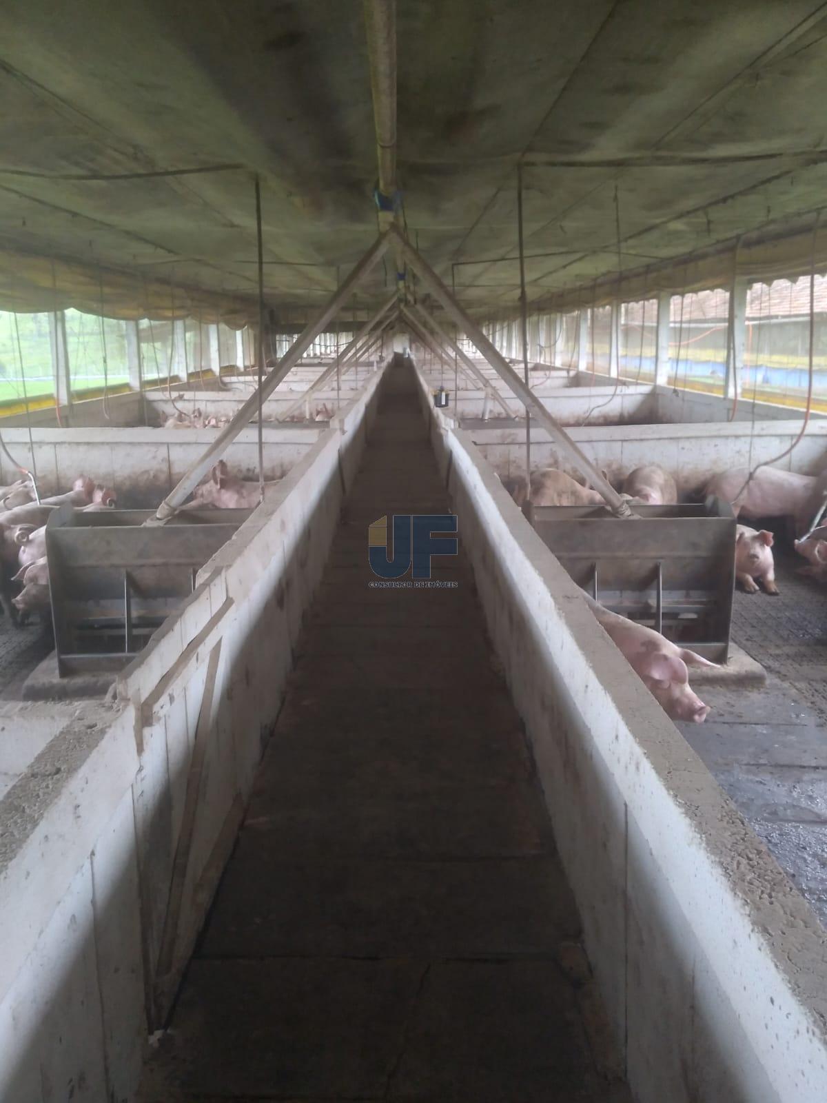 Fazenda, 50 hectares - Foto 15