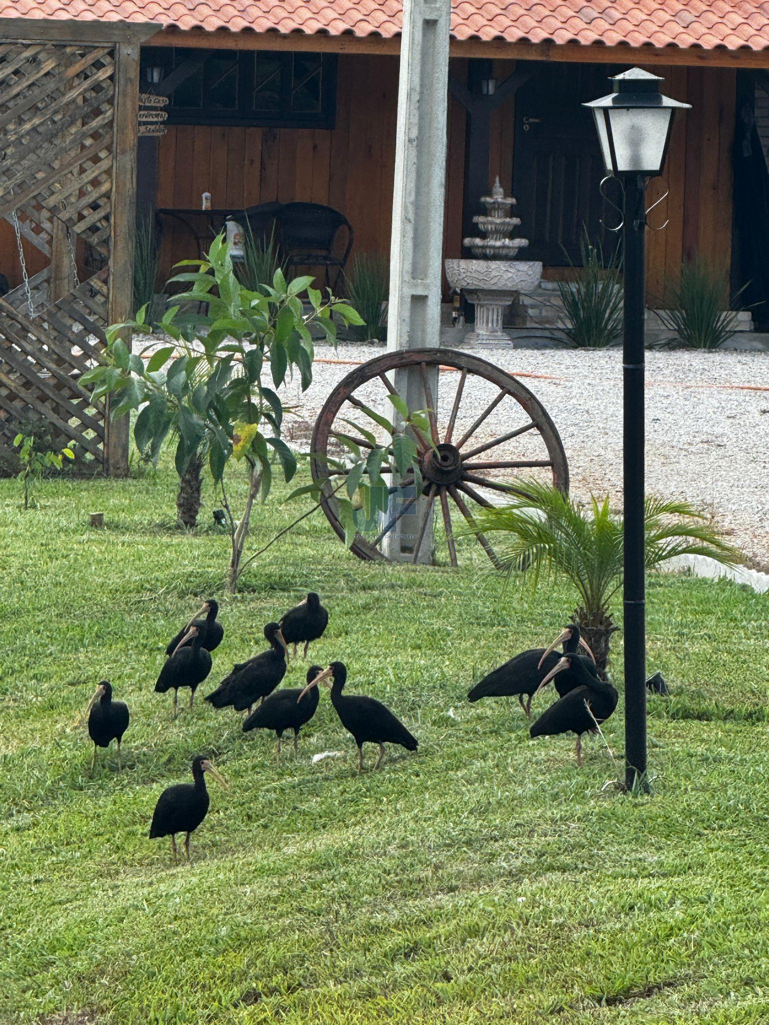 Fazenda à venda com 2 quartos, 4300m² - Foto 4