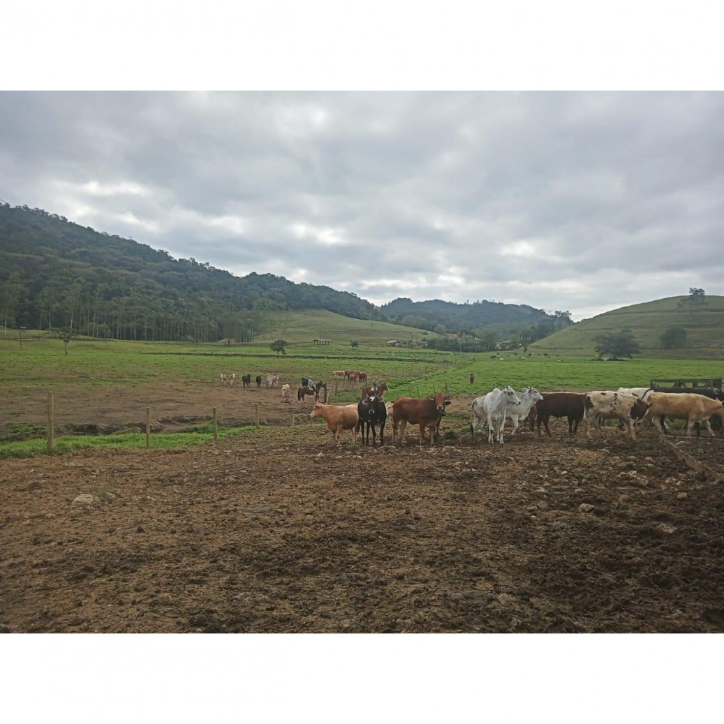 Fazenda à venda com 4 quartos, 1130000m² - Foto 10