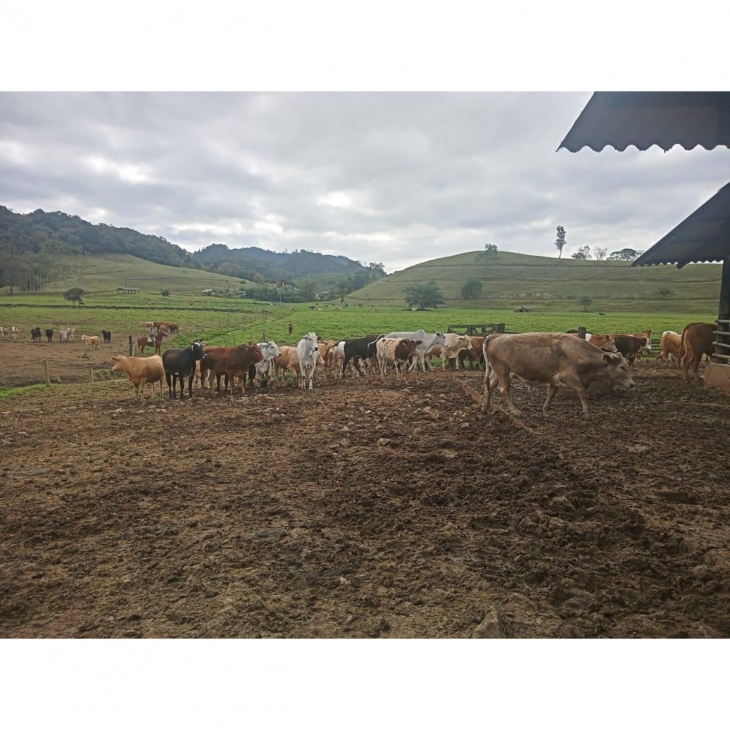 Fazenda à venda com 4 quartos, 1130000m² - Foto 12