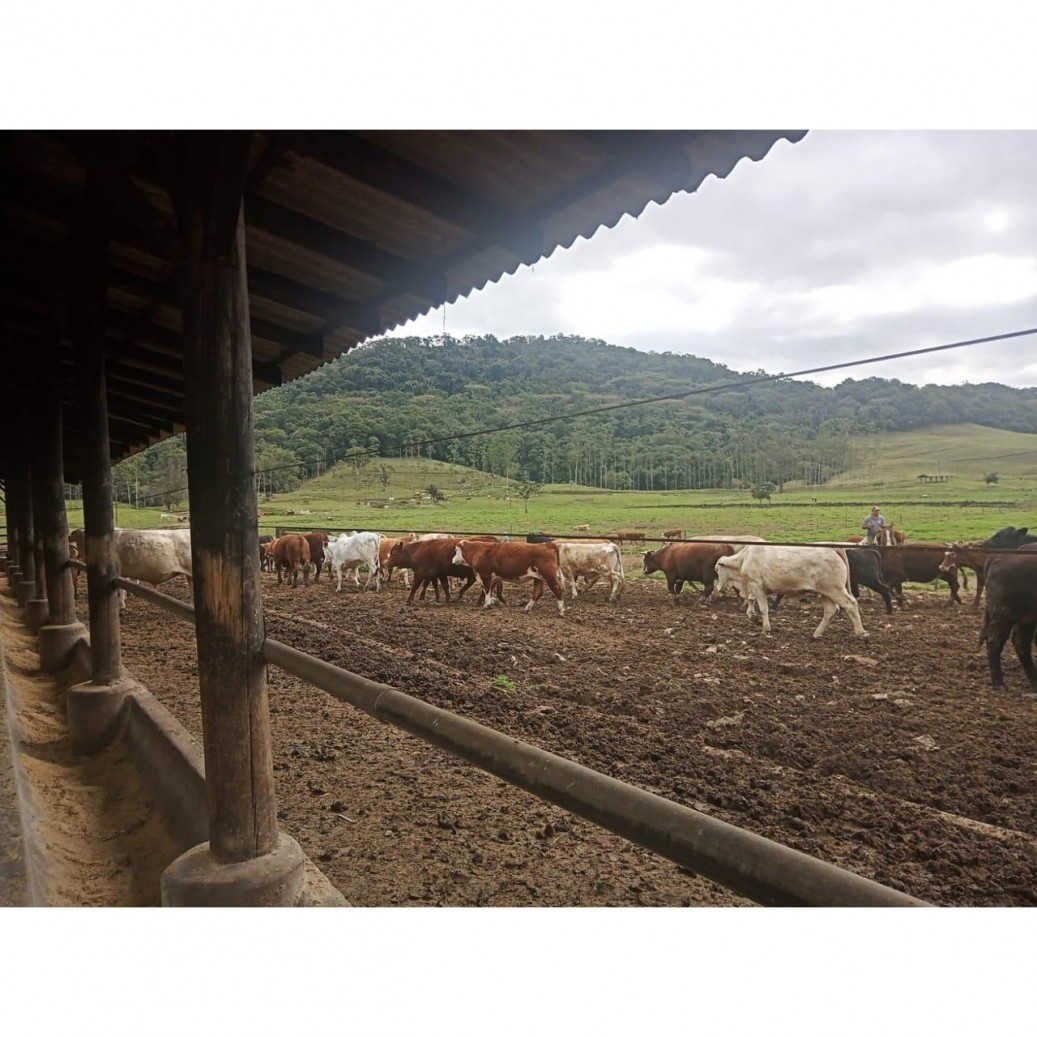 Fazenda à venda com 4 quartos, 1130000m² - Foto 7