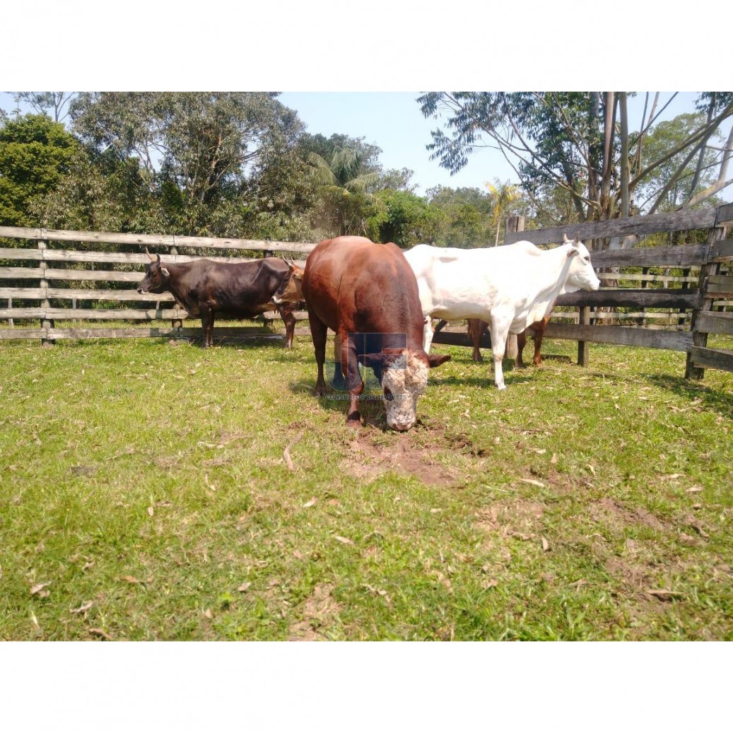 Fazenda à venda, 620000000m² - Foto 2