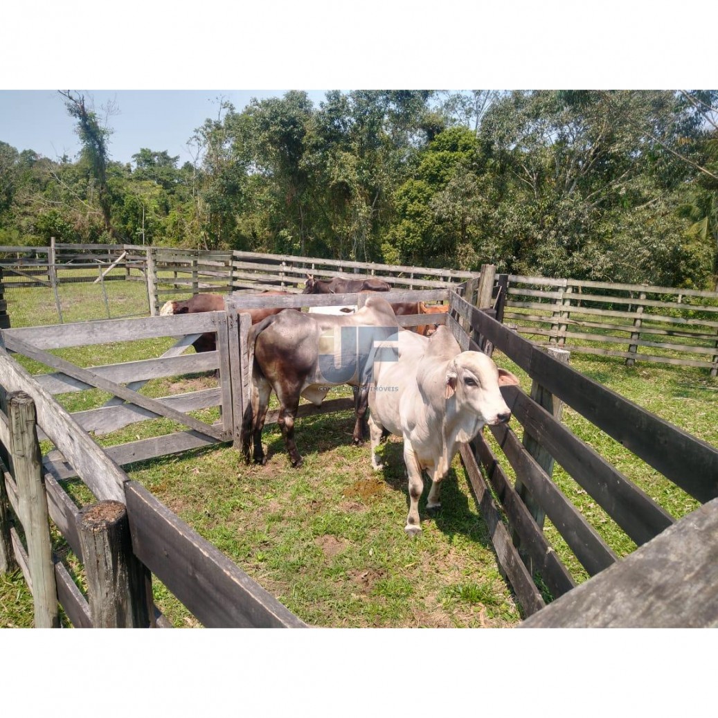 Fazenda, 62000 hectares - Foto 4