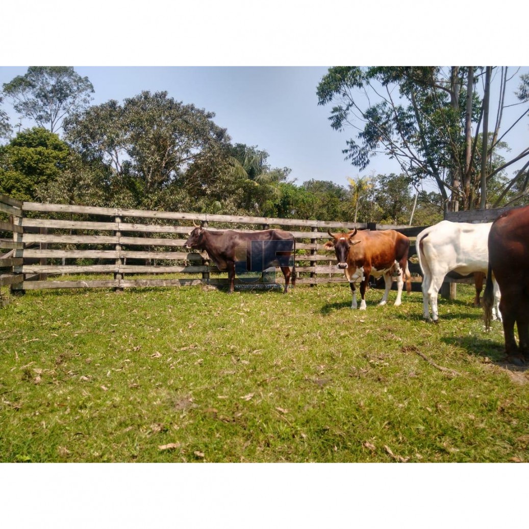 Fazenda, 62000 hectares - Foto 8