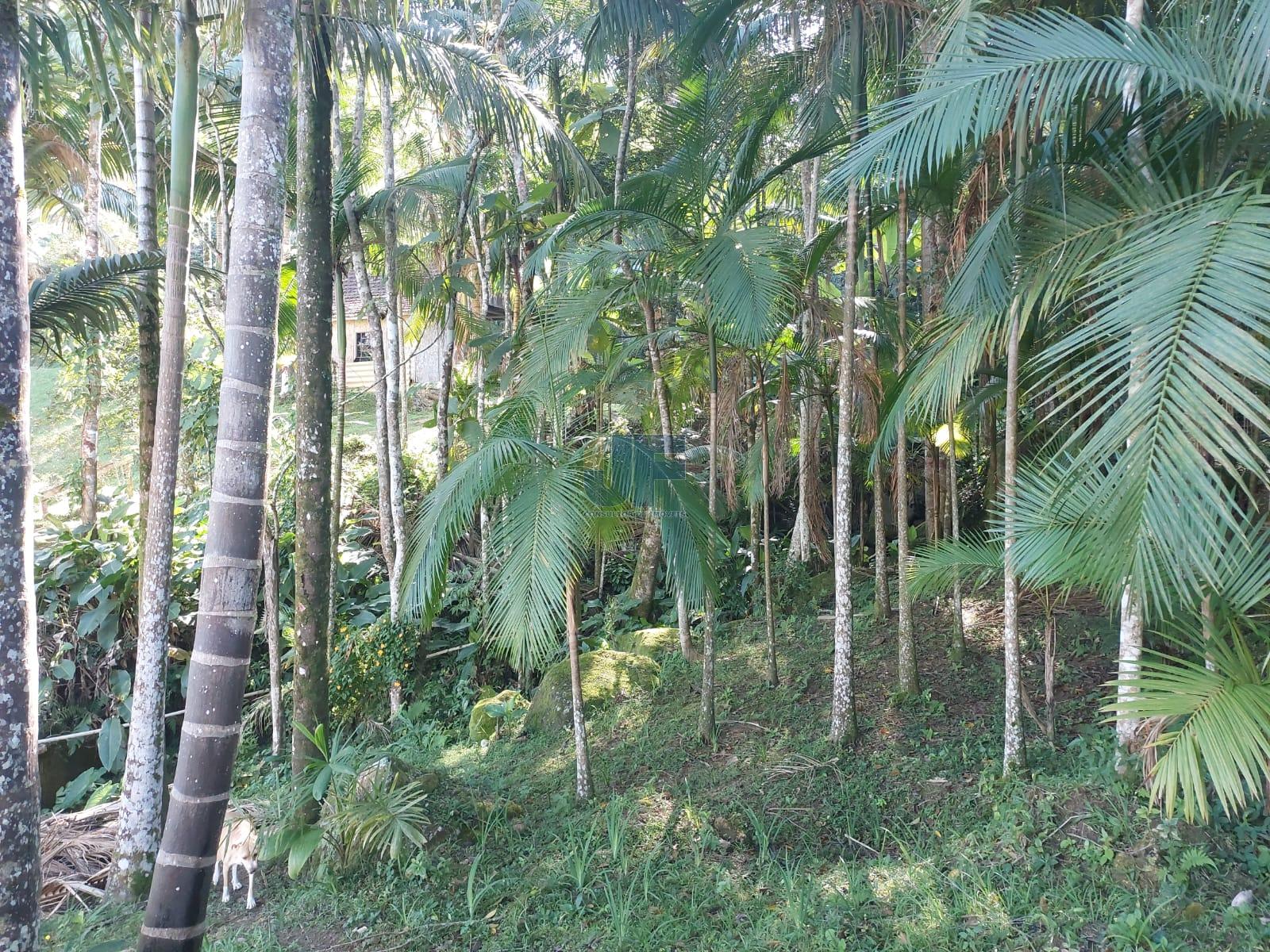 Fazenda à venda com 2 quartos, 18000m² - Foto 13