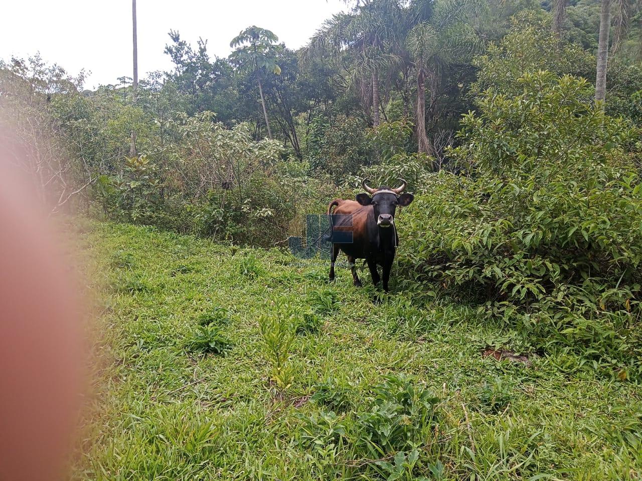 Fazenda à venda, 20000m² - Foto 9