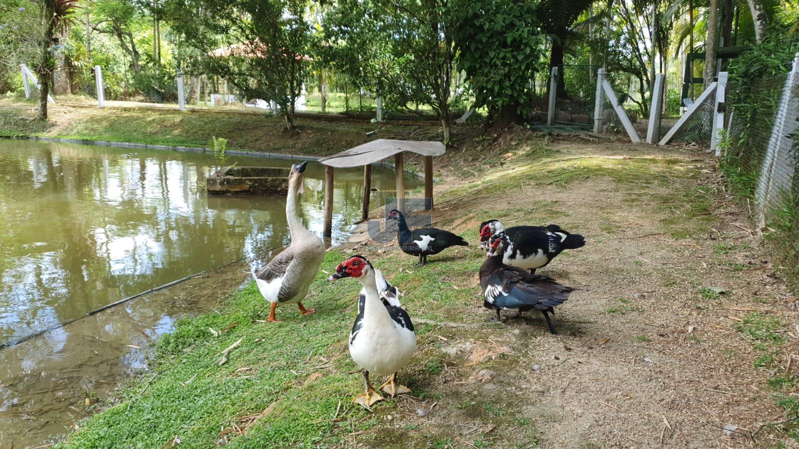 Fazenda à venda com 3 quartos, 6900m² - Foto 25