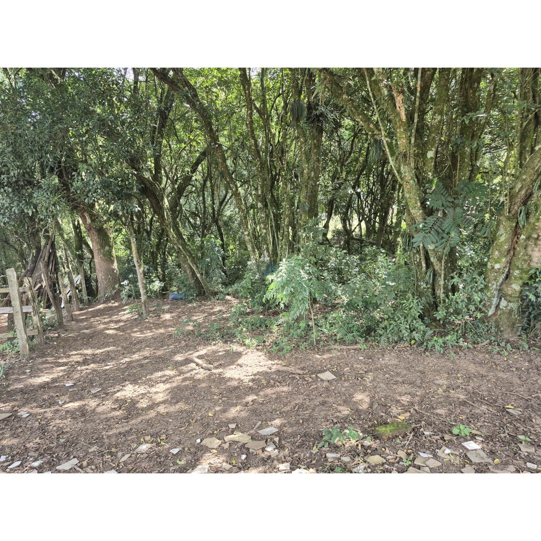 Restaurante à Venda – Palmeira/PR Localização privilegiada: Rodovia BR‑277