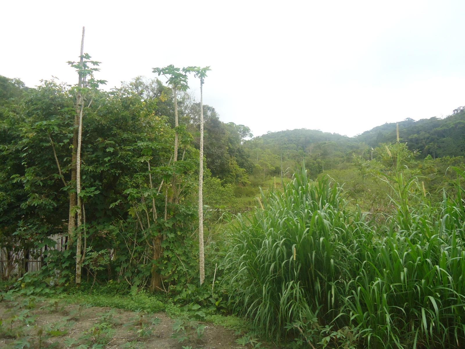 Fazenda à venda, 431637m² - Foto 2