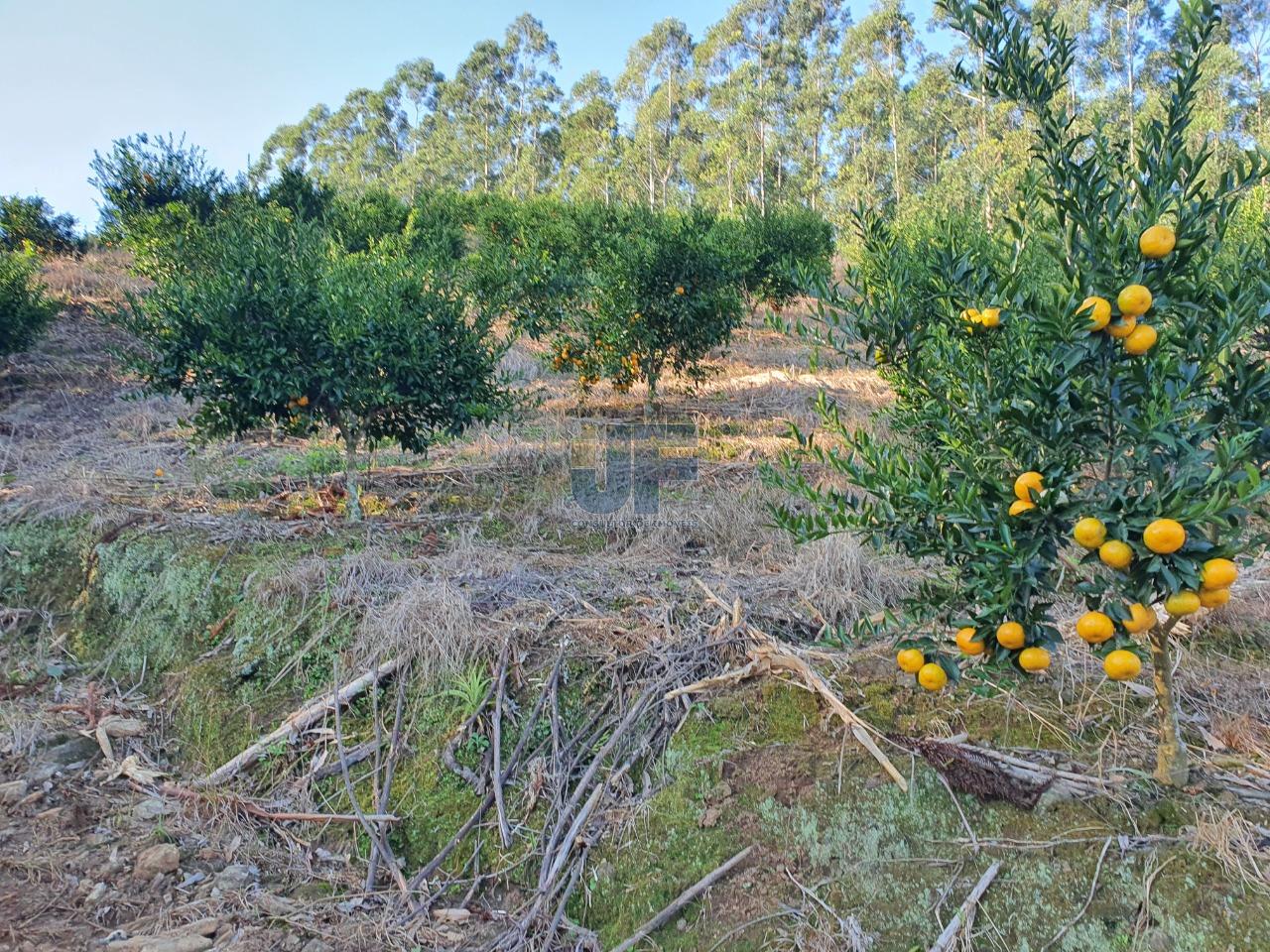 Fazenda à venda, 150000m² - Foto 2