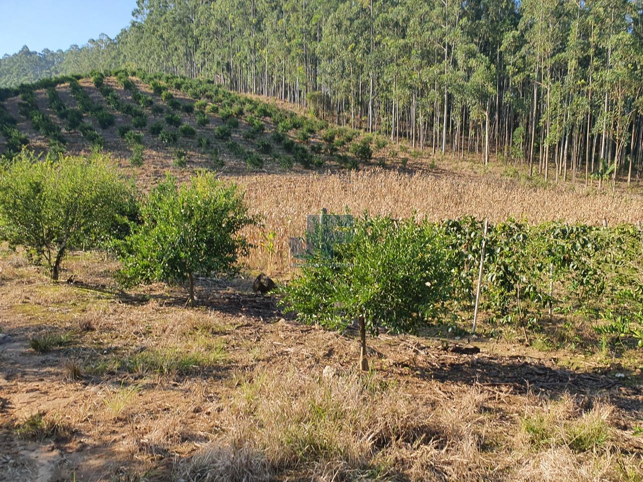 Fazenda à venda, 150000m² - Foto 3