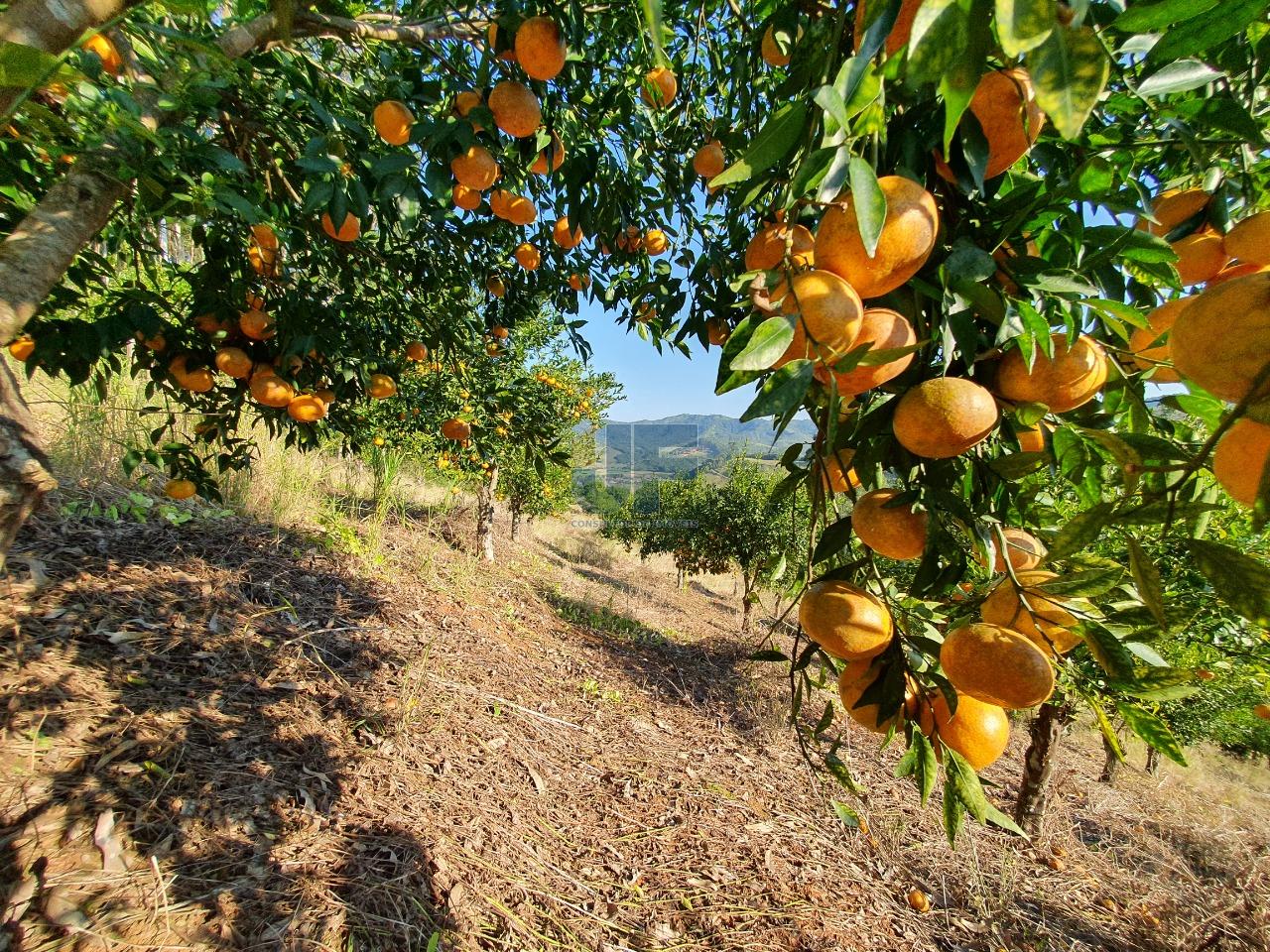 Fazenda à venda, 150000m² - Foto 7