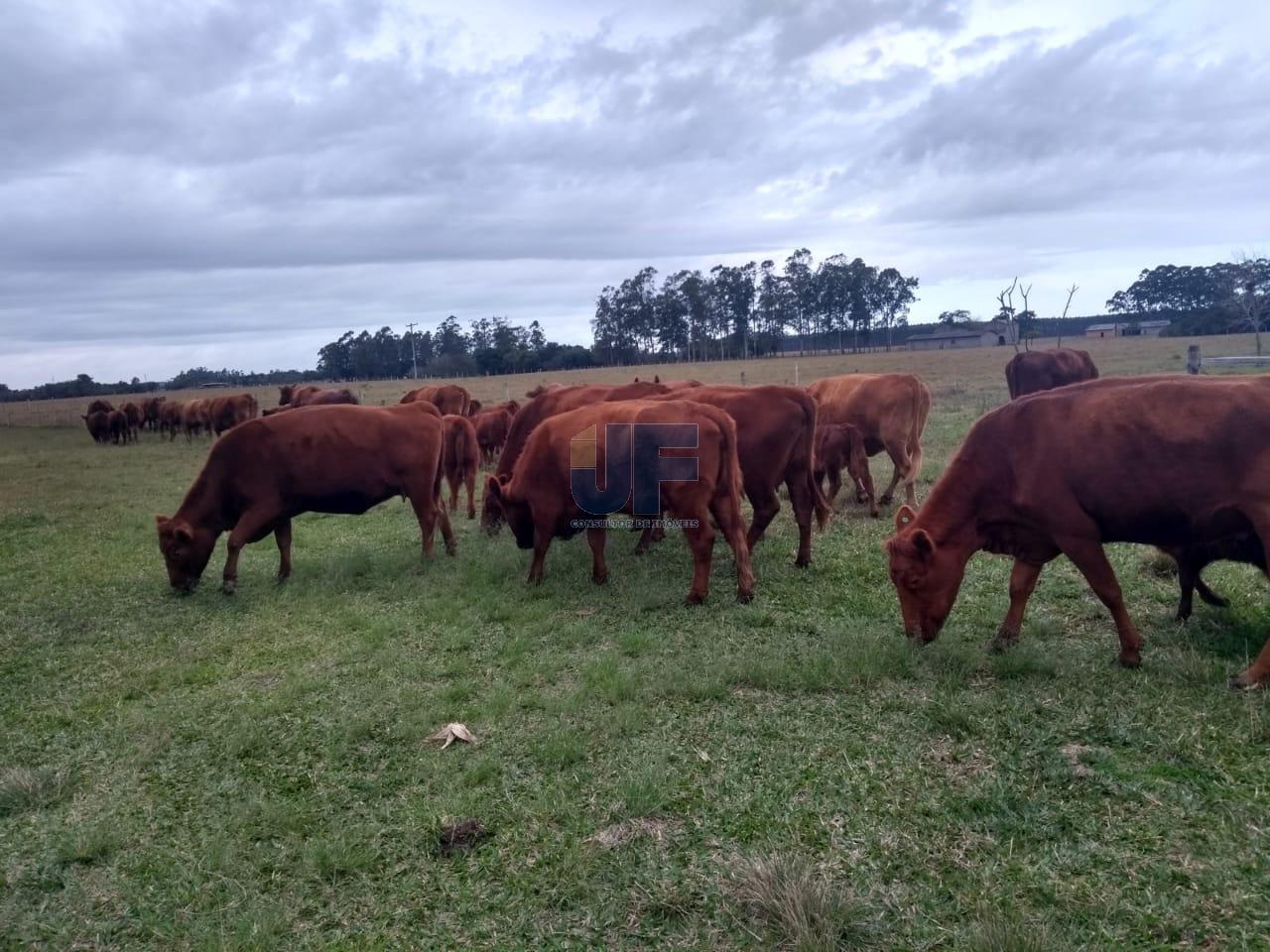 Fazenda à venda, 330000000m² - Foto 10