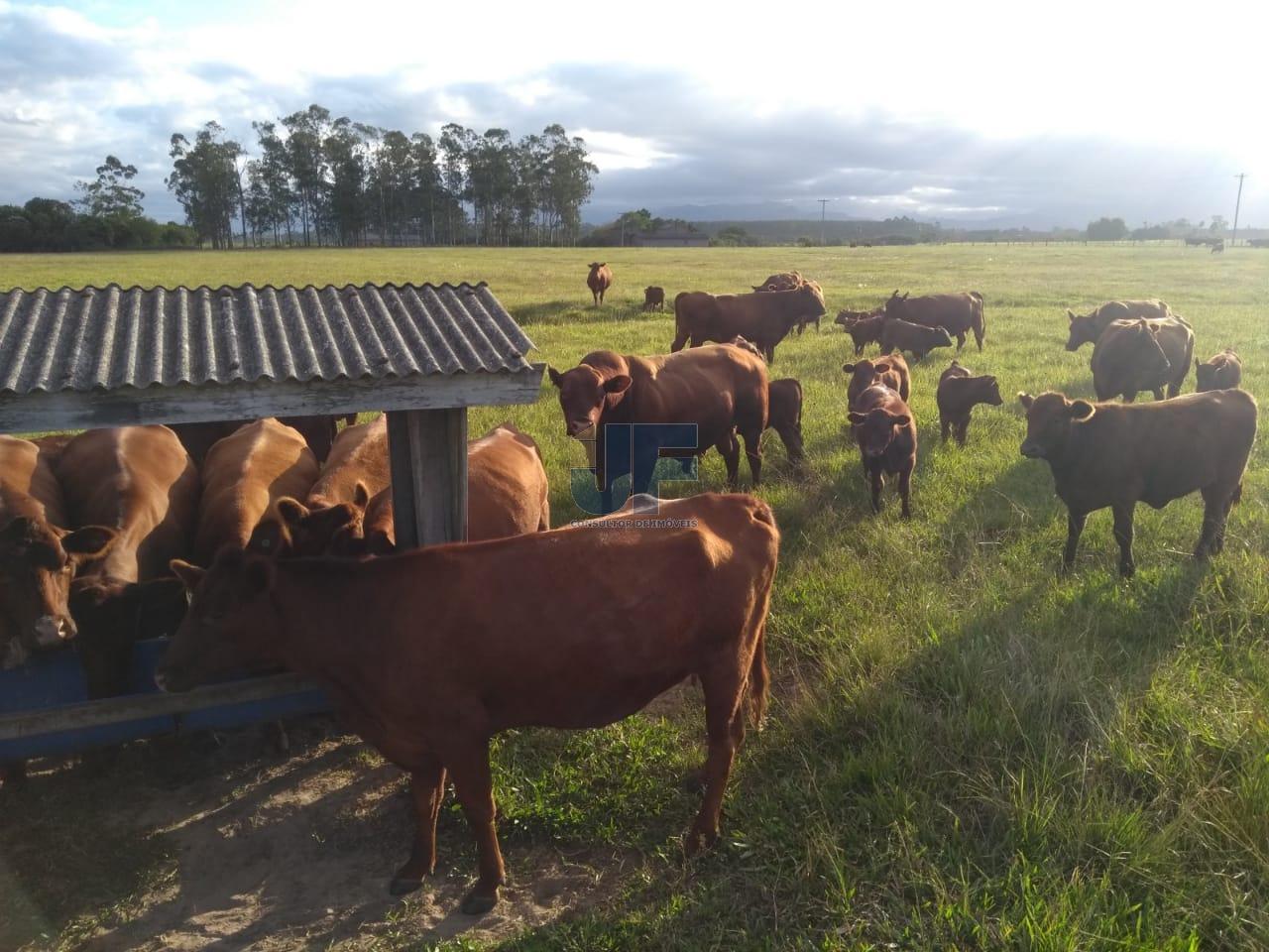 Fazenda à venda, 330000000m² - Foto 11