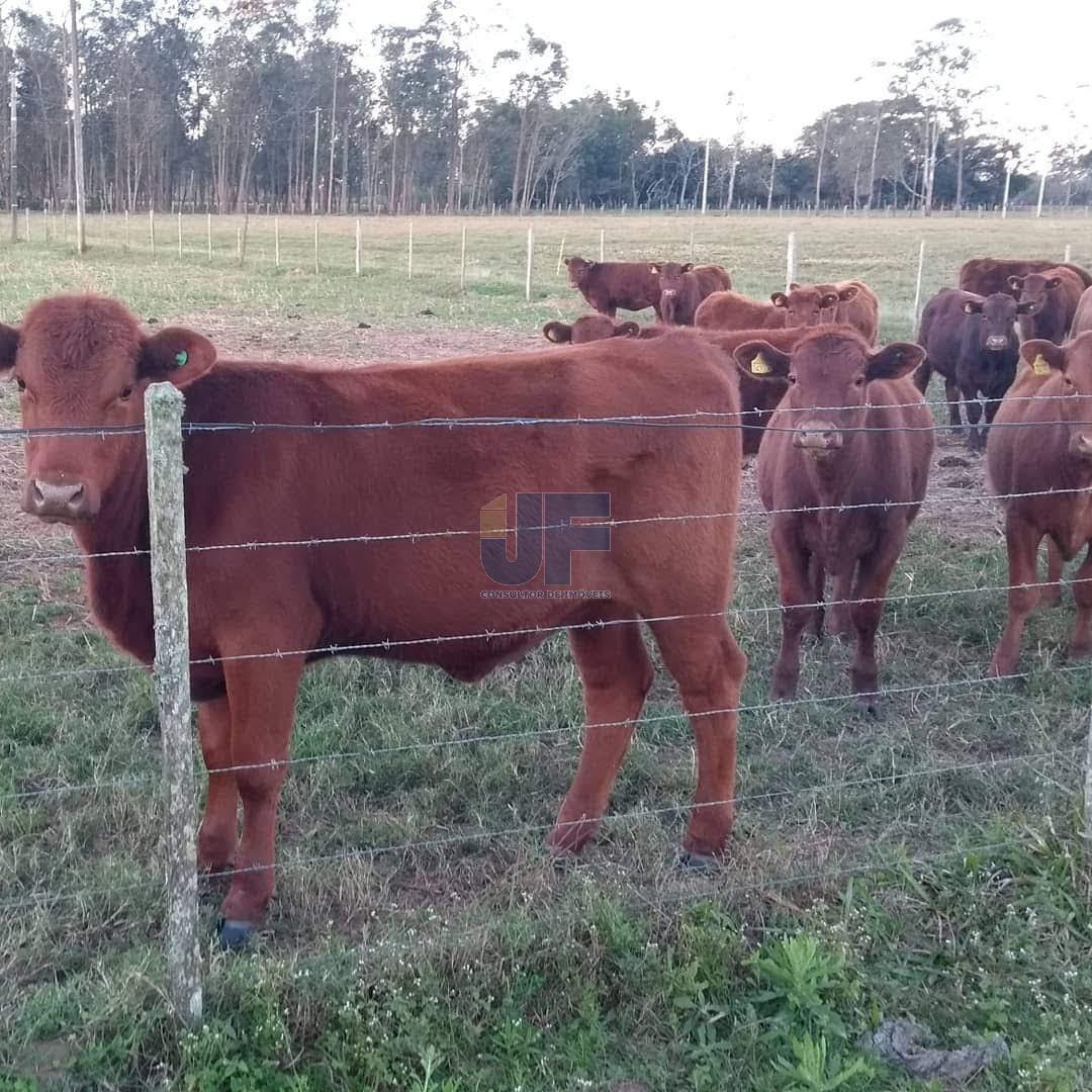 Fazenda à venda, 330000000m² - Foto 12