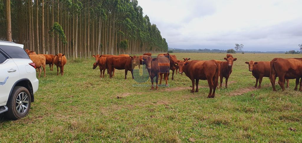 Fazenda à venda, 330000000m² - Foto 13