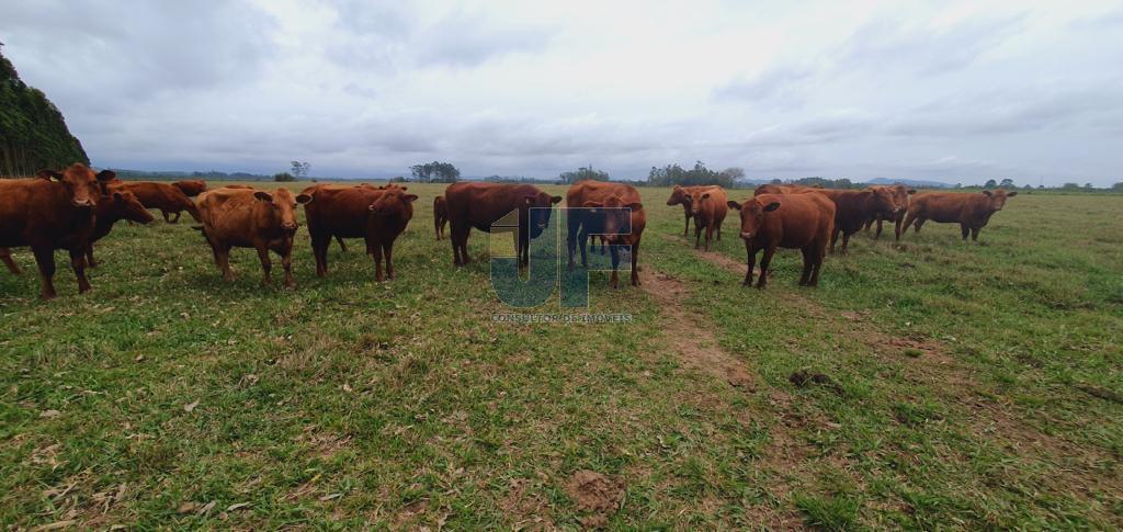 Fazenda à venda, 330000000m² - Foto 15