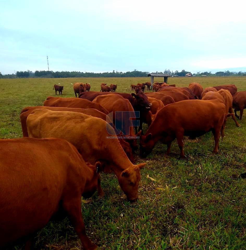 Fazenda à venda, 330000000m² - Foto 24