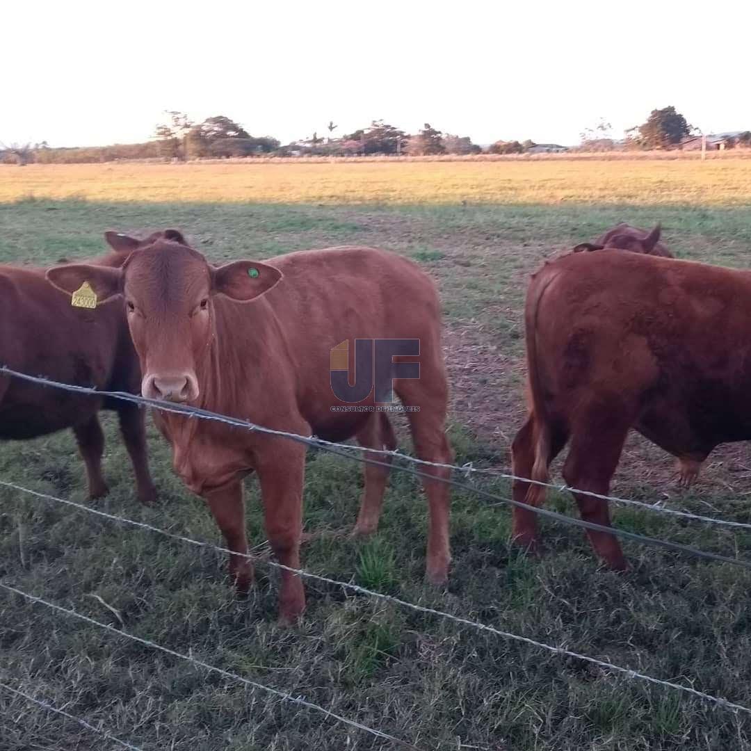 Fazenda à venda, 330000000m² - Foto 6