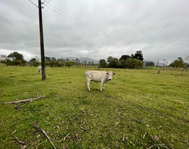 FAZENDA DE ARROZ A VENDA EM PAULO LOPES/SC